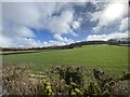 Farmland across a hedge