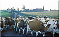 Ayrshire cattle at Tunnoch Farm, 1975