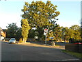 An oak tree early in the morning