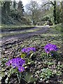 Spring crocuses