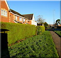 Evergreen hedge alongside Malpas Road, Newport