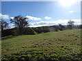 The old motte and bailey at Castle Pulverbatch