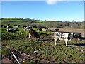 Cows graze in the crops