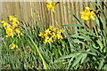 Daffodils beside Shelley Lane