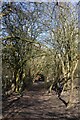 Path through a tunnel of trees