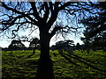 Late afternoon sunlight in Woolwich New Cemetery