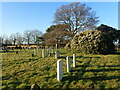 War graves in Woolwich New Cemetery