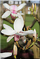 Magnolia tree buds and flowers on Ardgowan Square