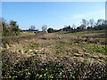 View to the reed bed at Merrington Green