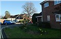 Spring daffodils in Upper Heyshott