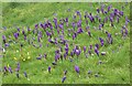 Crocuses on a bank by Conyer Road