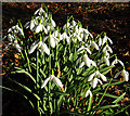 Snowdrops (Galanthus nivalis)