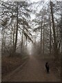 TF0820 : A foggy dog-walk by Bob Harvey