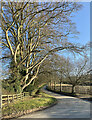 Country road, Compton Beauchamp (1)