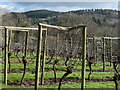 Small vineyard on sunny slopes