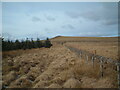 Forest edge towards Observation Tower and Braid Knowe