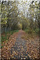 Wooded path