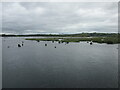 W3371 : The Gearagh Reservoir by Jonathan Thacker