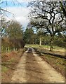 Bridleway at Galphay Wood