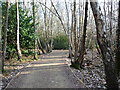 Path through Forge Wood