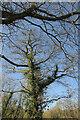 SX8957 : Tree by Broadsands Road by Derek Harper