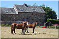 Horses at Town Head Farm