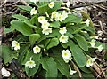 Primroses at Lorenden, Painters Forstal