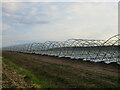 Naked polytunnels