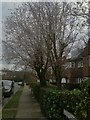 Spring blossom on Gurney Drive, Hampstead Garden Suburb