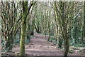 Path through the trees