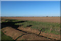 Field on the edge of Cottenham