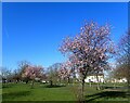 Blossom on Winns Common