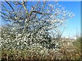 Blossom at the top of The Slade