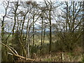 SO5498 : View into the coppice on the ridgeline with a distant view to the Wrekin by Jeremy Bolwell