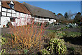 Colourful Stems in the Garden