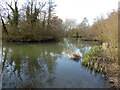 Rathlin Road Meadow, Pond and Wood, Crawley