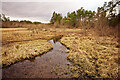 NH6159 : The bog that becomes Loch Culbokie by Julian Paren