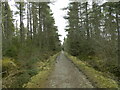 Forest path in Culloden Forest