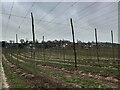 Surrey hop farming