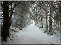 Dava Way, Forres on a wintery day