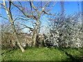 Blossom at the top of The Slade