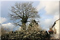 Tree by Blanche Lane, Ridge