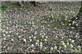 NJ3357 : White Butterbur (Petasites albus) by Anne Burgess
