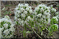 NJ3358 : White Butterbur (Petasites albus) by Anne Burgess