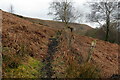 Llwybr uwchben Beiliglas / Path above Beiliglas