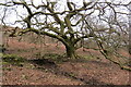 Derwen fawr / Big oak