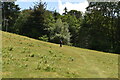 Footpath to Chiddinglye Farm