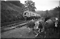ST0692 : Railtour at Lady Windsor Colliery sidings (with cows) by Martin Tester