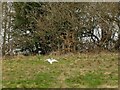 Little Egret in Halton Deans