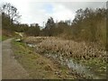 Marshy pond with bulrushes in Halton Deans